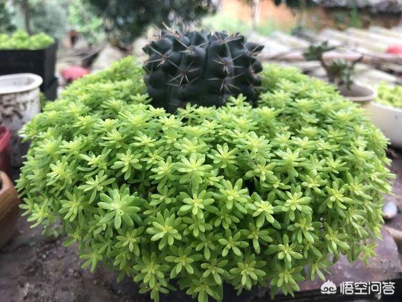 薄雪万年草扦插图解:黄金万年草如何才能养到爆盆？