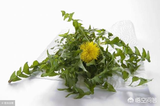 春天正是吃野菜的季节,食用野菜要讲究些什么？