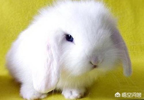 垂耳兔的图片:垂耳兔如何饲养的几个小问题？