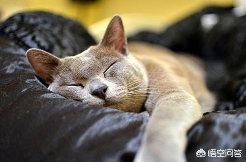 猫咪绝育后照片:猫绝育后脸变小了，公猫绝育后脸变尖怎么办？