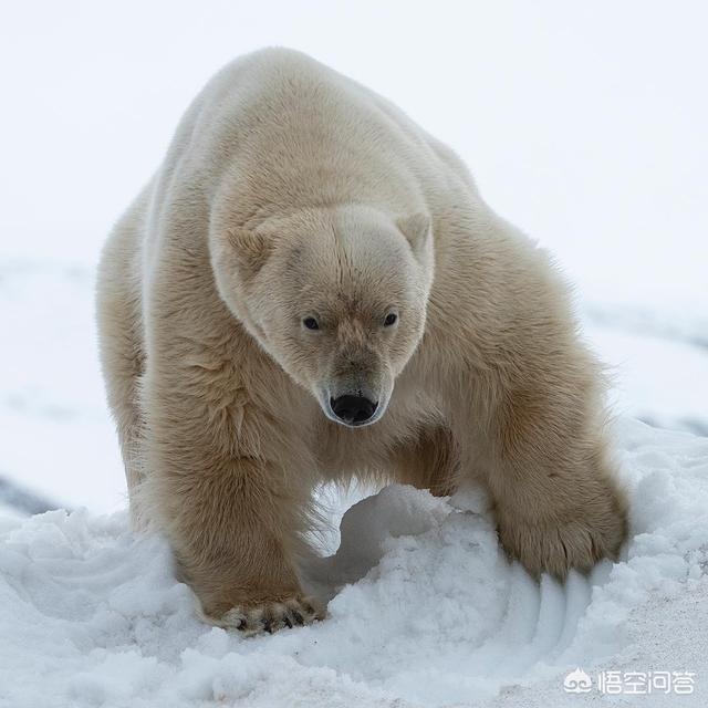 棕熊的战斗力怎么样，老虎、狮子，棕熊，鳄鱼，北极熊这些动物战斗力怎么排