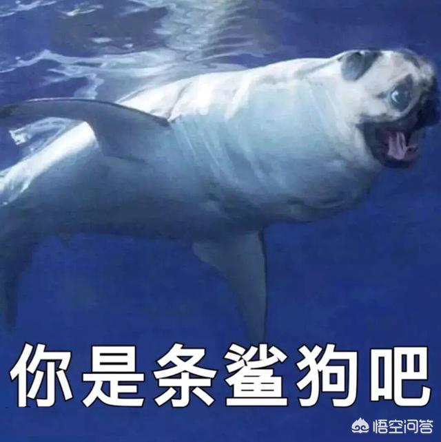风靡<a href=https://maguai.com/list/256-0-0.html target=_blank class=infotextkey>朋友圈</a>表情包:大家都有什么表情包可以分享一下吗？