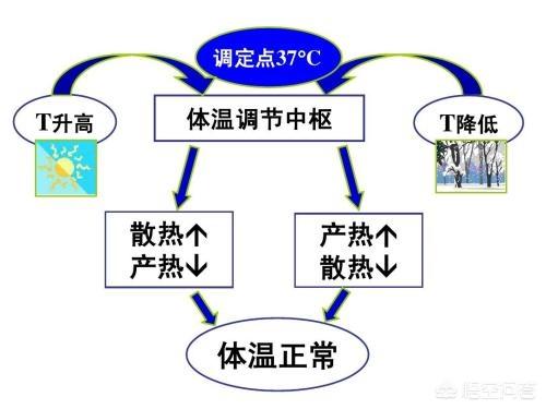 中暑死亡的原因:发烧和中暑同样是身体发烫，哪个更严重？