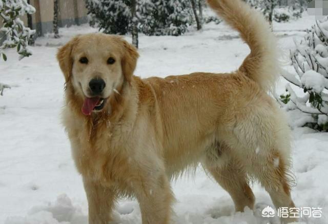 巨型贵宾犬聪明么:养一只巨贵犬是什么体验？ 贵宾犬聪明在哪里