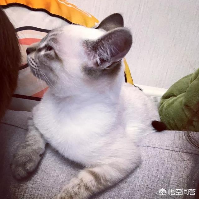 在狗民商城买的这个饮水器:为什么养猫成本那么高了？