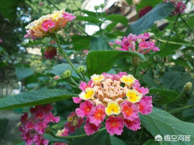点地梅有毒吗:刺梅花对人体有害吗？适合室内养殖吗？