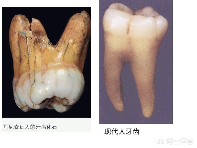 鲨鱼牙,人类和鲨鱼的牙齿是否一样坚硬？