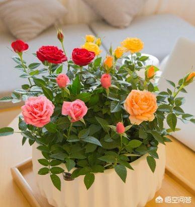 月季花的栽培和管理:月季花的栽培与管理 春季月季发芽后如何管理，才能开花多且颜色艳丽好看？