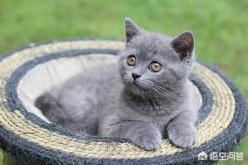 英短蓝猫特别小图片:英短蓝猫眼睛特别小 小蓝猫下巴尖尖的，英短母猫脸会圆吗？