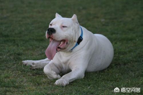 兖州杜高犬舍:为什么有些狗狗要立耳断尾呢？ 北京杜高犬舍