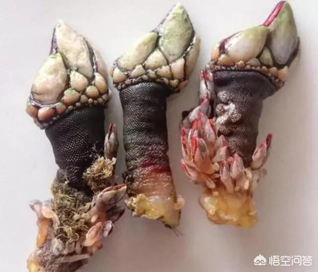 海边村民在波涛汹涌的岩石缝中扣出的狗爪螺,一斤卖200元你吃过吗？好吃吗？