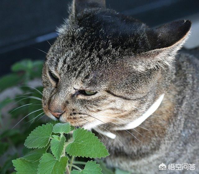 gimpet猫零食:布偶猫吃什么猫粮比较好?有专门的布偶猫猫粮吗？