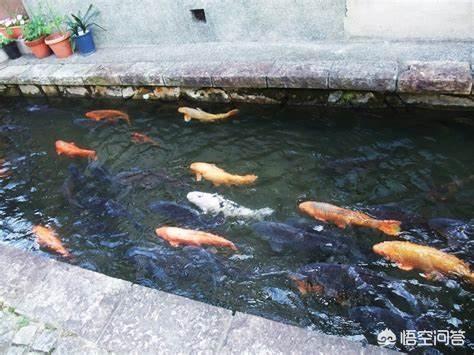 日本水俣病事件:人掉进水银池里会发生什么？