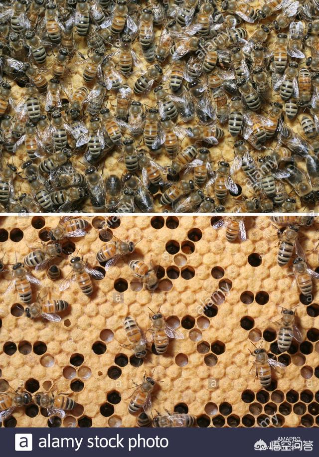 没有蜜蜂水果会消失吗，为什么说假如蜜蜂消失了，人类只能活4年？