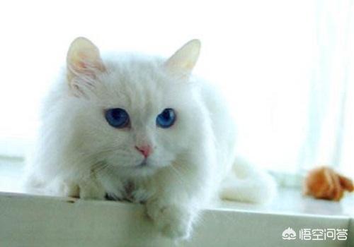 猫咪尿频:临清狮猫尿频尿急会自己好吗？