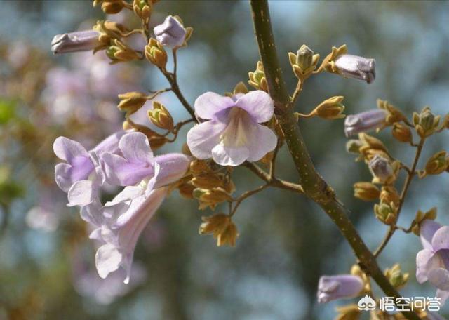 重生梧桐花开:农村的梧桐树开花了，桐花可以吃吗？怎么做好吃？