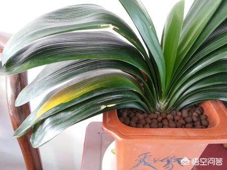君子兰叶子发黄图片:君子兰黄叶怎么办？夏天如何养护？