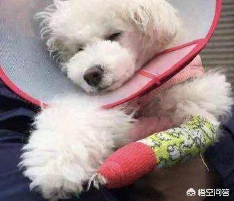 比熊图片:饲养比熊犬，有什么事情是主人要做好的呢？