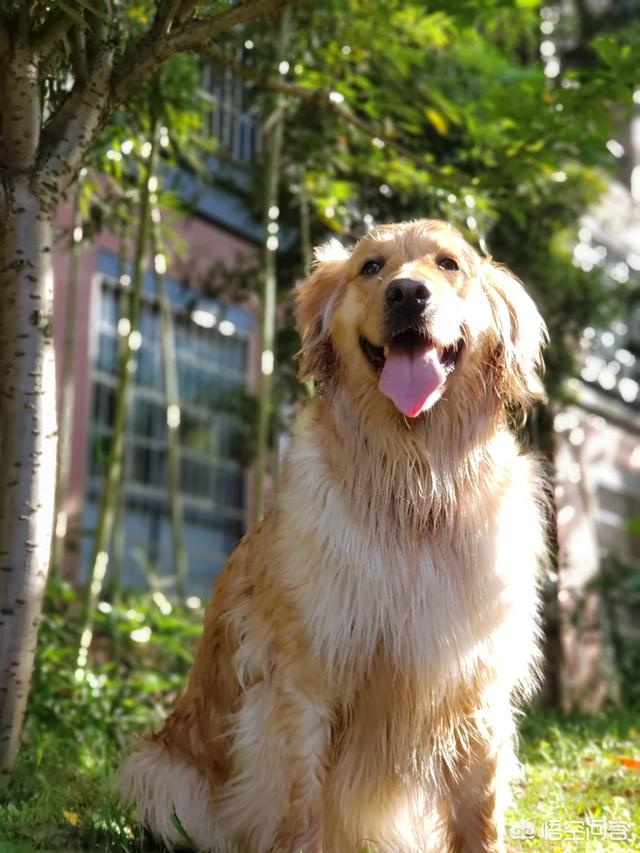 适合在楼房养的大型犬排名:请问大家，100平的房子养什么大型狗狗合适？