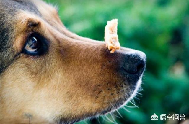 葡萄牙水犬:葡萄牙水犬多少钱一只 狗狗能闻出血液中的癌症，准确率还高达97%？是真的吗？