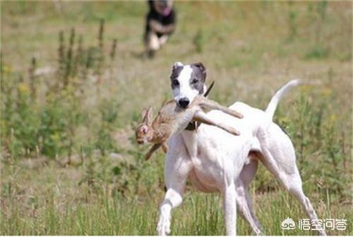 格力犬图片:格力犬毛色不亮，怎么办？