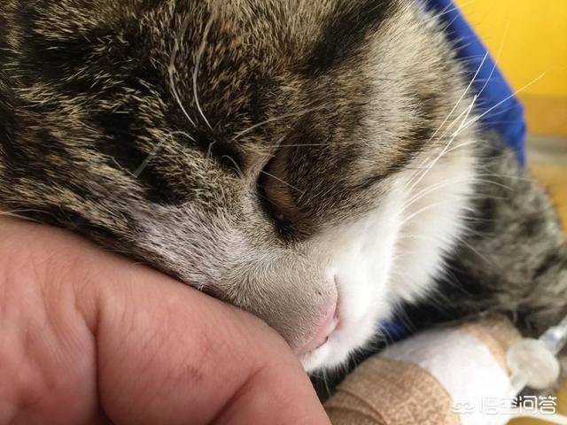 养猫记 by angelo:把猫独自放在家里七天，猫咪会生气吗？ 养猫第一天番外完整版