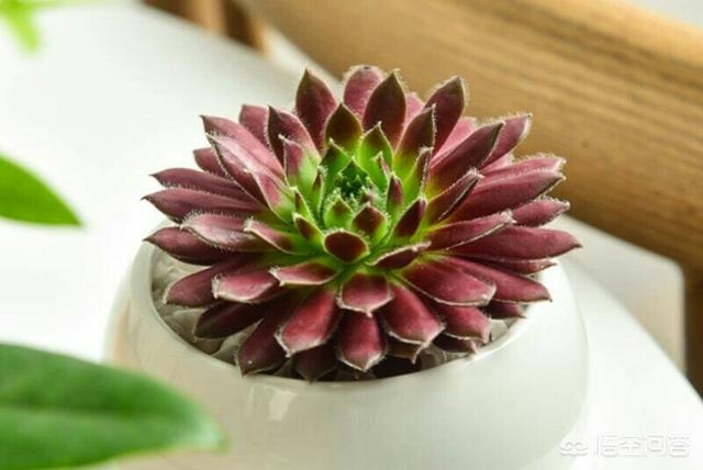 紫牡丹是长生草属吗:请问芍药和牡丹几月种植最佳？