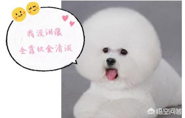 5个月比熊犬图片:比熊犬难不难饲养？有什么经验值得分享？