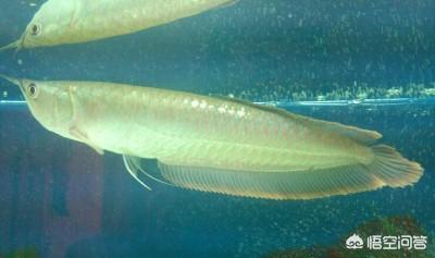 银龙鱼适合多大鱼缸尺寸，鱼缸的玻璃观赏面66厘米高，养银龙鱼可以吗