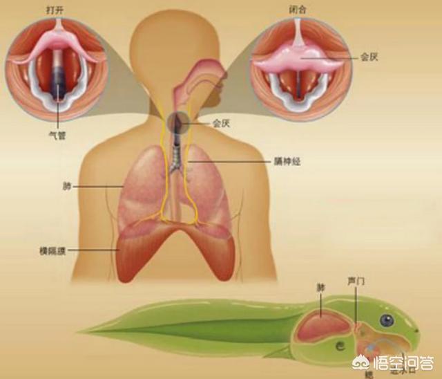 老是打嗝是什么原因:胃不痛也不胀不反酸嗳气总是有点打隔是什么原因？