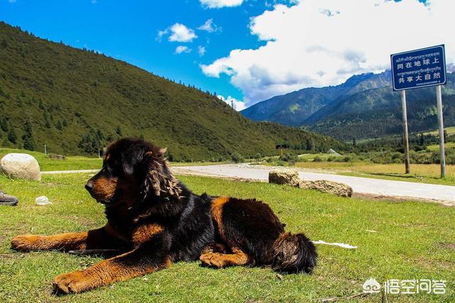 藏獒皮肤病能治好吗:金毛犬皮肤病怎么治？用什么药？