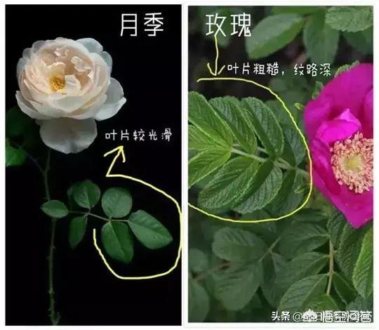玫瑰花的生长过程图片
