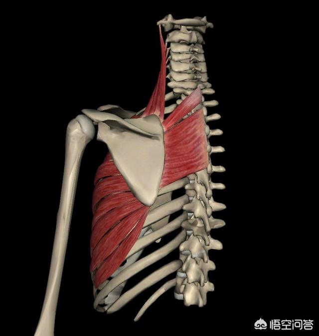 葡萄膜炎症状:肌筋膜炎能引起前胸后背疼吗？