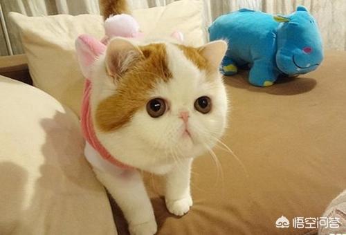 伽菲猫的图片:加菲猫吃什么猫粮好改善泪痕？