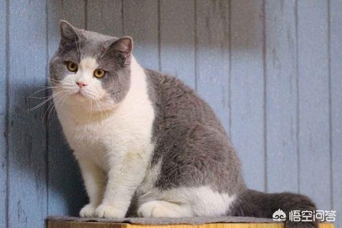 蓝猫发情的表现:英短母猫发情的表现有哪些？