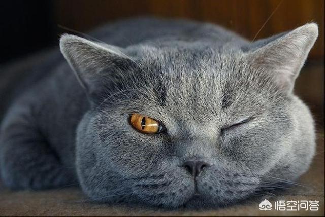 欧洲短毛猫价钱:打算入手一只英国短毛猫大概多少钱？