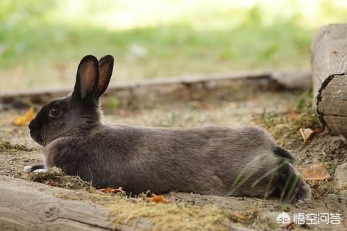 兔子眼睛有白色粘液，兔子角膜炎用什么药，兔子角膜炎会自愈吗