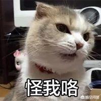 霸道总裁的小猫咪:有哪些搞笑的猫咪表情包？