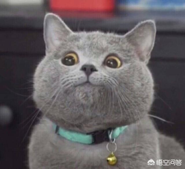 霸道总裁的小猫咪:有哪些搞笑的猫咪表情包？