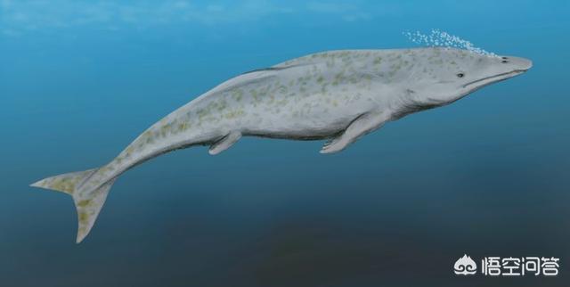 古蜥鲸:深海中有可能存在比鲸鱼更大的超巨型生物吗？