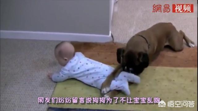 小男孩和小狗狗图片:可以让狗狗和小朋友一起玩吗？要注意什么？