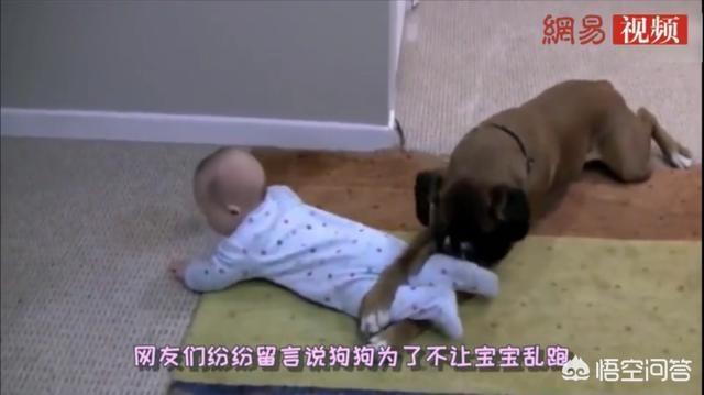 小犬与女孩:女生建议养公犬还是母犬，为什么？有什么理由？ 小犬与女孩观后感