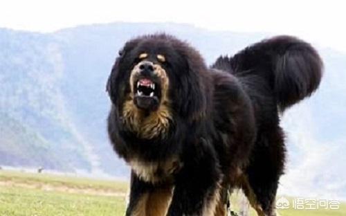 藏獒吃主人:藏獒吃主人的真实照片 藏獒有拉稀没有胃口吃东西，藏獒没有胃口吃什么好？
