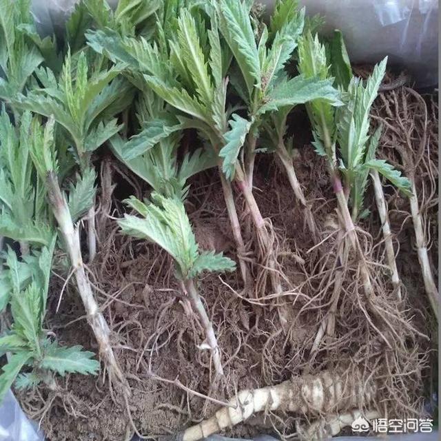 头条问答 - 地参(虫草参)种植怎样浸种,晒种?(2个回答)