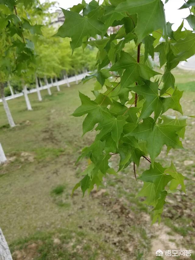 元宝枫图片:种植元宝枫和五角枫哪个有前景？