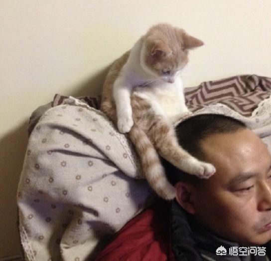留守宠物寄养一笼难求:一个箱蜂里关几个用王笼关着的蜂王可以吗？
