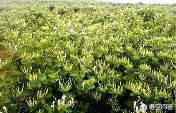 金不换植物爬藤:金不换种植时如何防虫害呢？