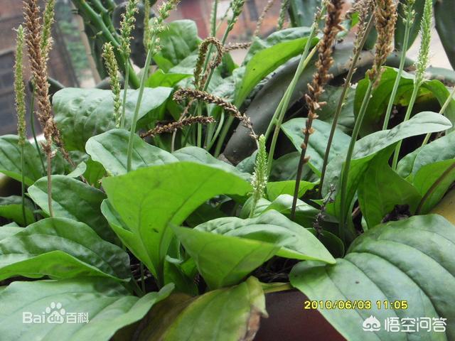 头条问答 - 大玻璃草怎么做比较好吃?(1个回答)