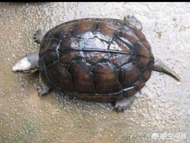 家里怎样养殖金钱龟:农村的野生金钱龟可以抓回来吗？