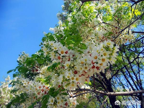 求购黄刺玫:5月3日起，呼和浩特迎来文冠果黄刺玫赏花期, 你怎么看？